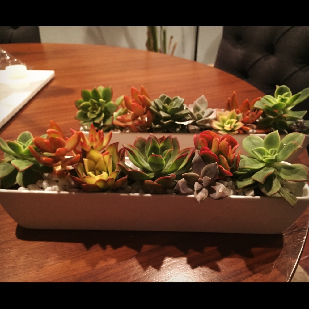 Succulent planter - Picture 2 of 3